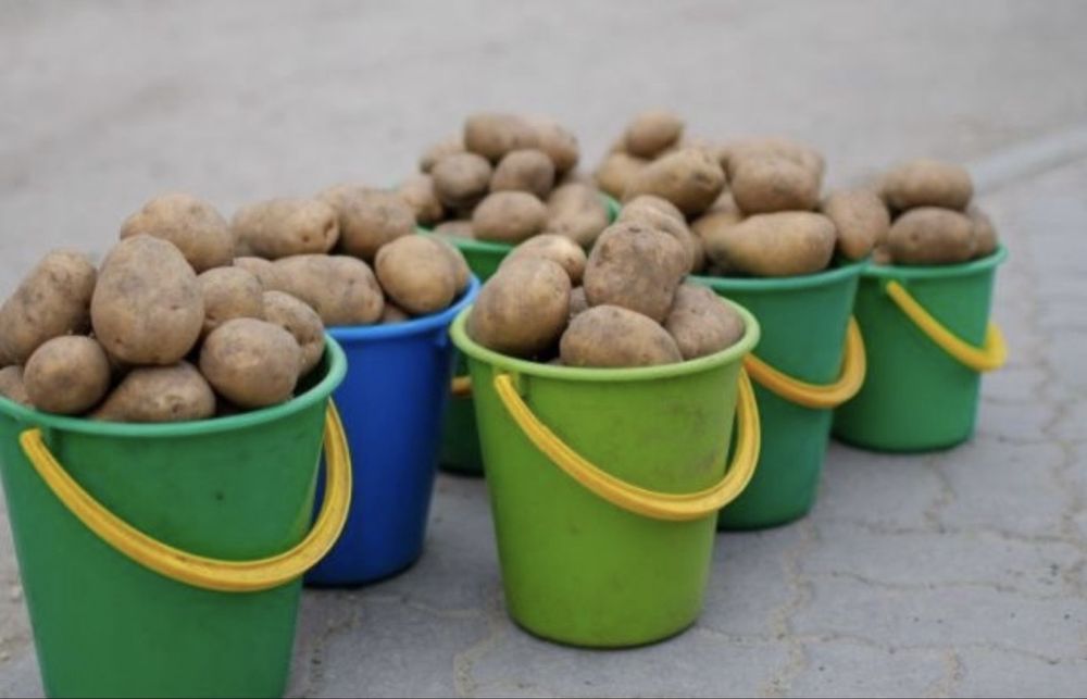 Картошка дачнная доставка