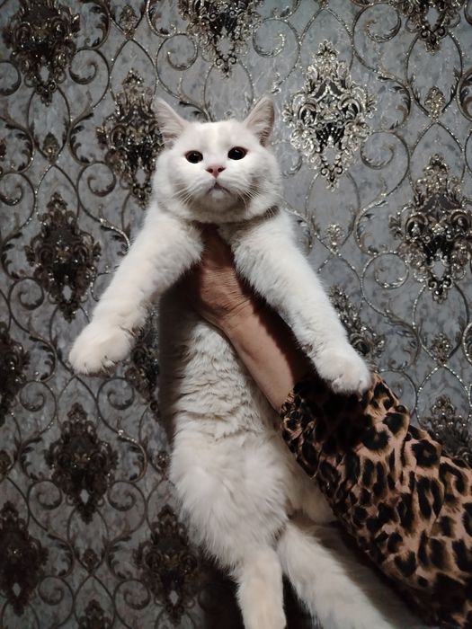 Scottish fold va shinshila o'g'ilchasi