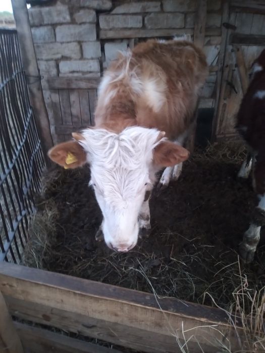 Продам телочку 1год 3 месяца