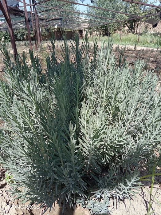 Lavanda gullari mavjud
