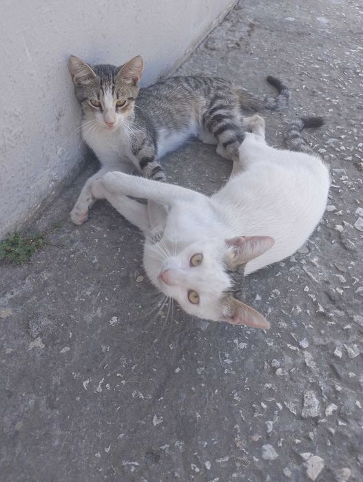 Подарявам малки котета
