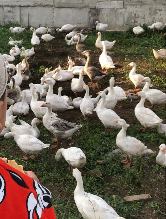 В продаже гусь …