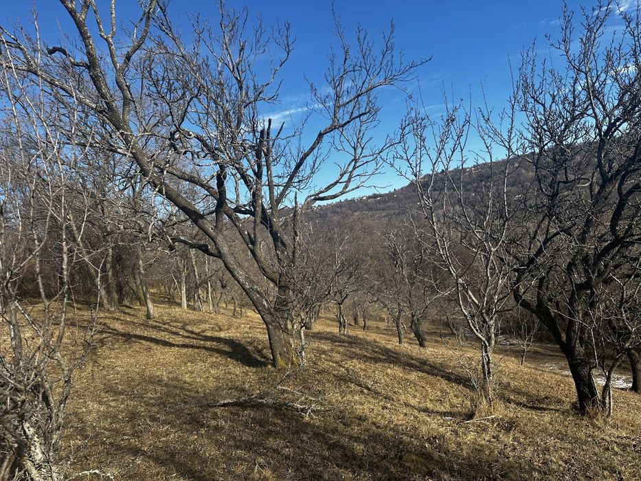 Teren de vanzare comuna Mioarele, sat Matau