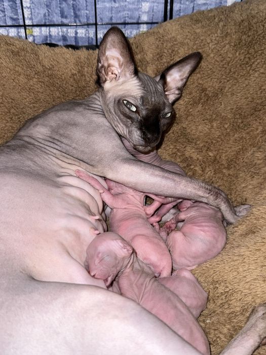 Открыта бронь на котят породы канадский сфинкс и эльф