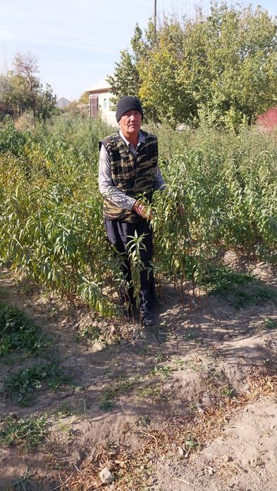 Zaldori Shaftoli va Bodom ko'chatlari narxi kelishilgan holda