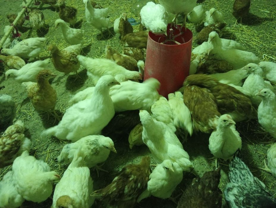 Цыплята 2 месяц     .