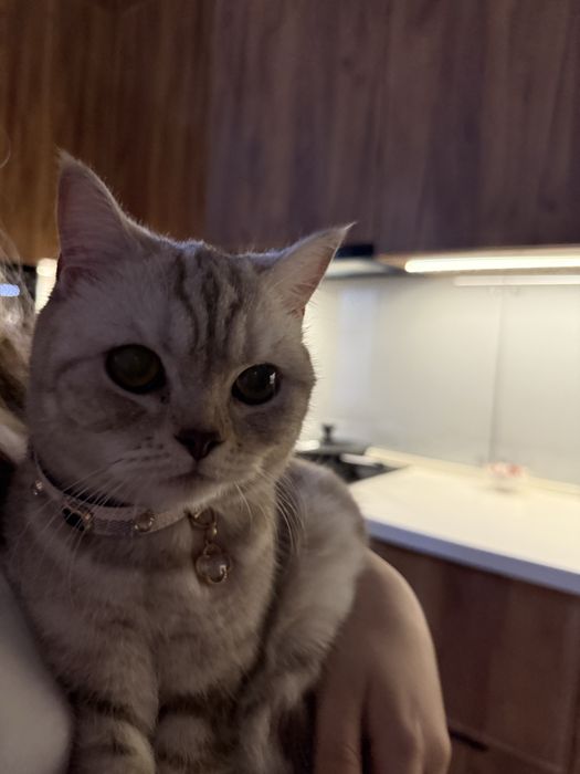 Продается котята !