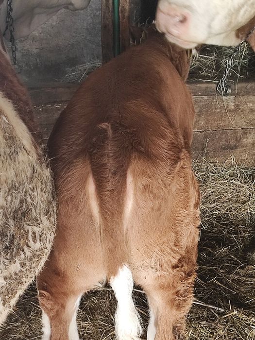 Vând vițică din vacă bună