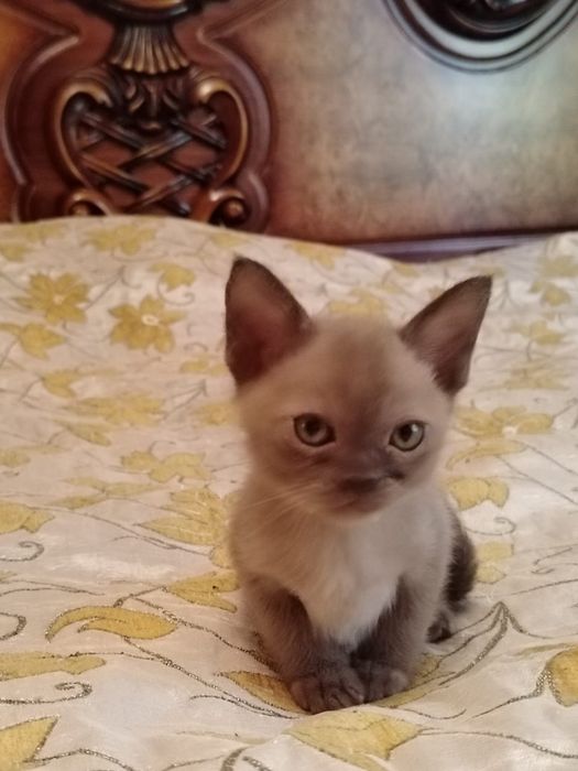 Котята породы бурма