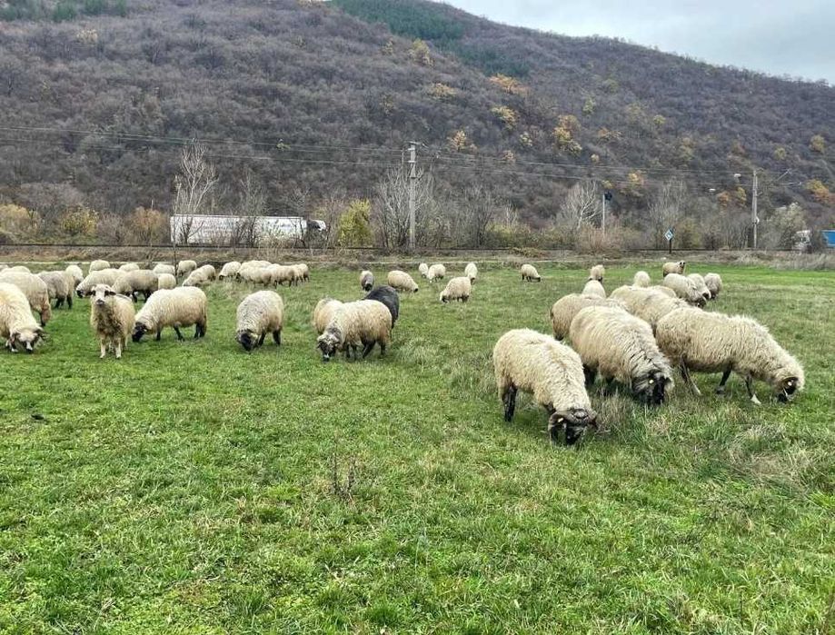 Vand 50 de oi turcane