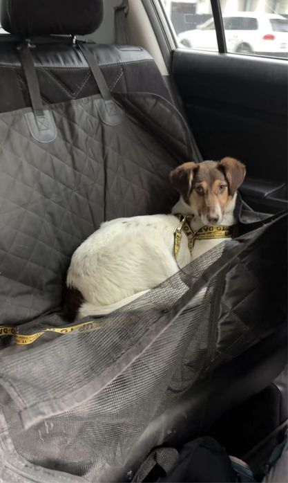 Щенок - подросток, девочка .