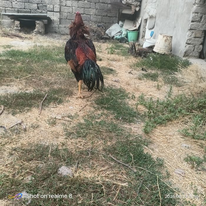 Boboqi xuroz sotiladi