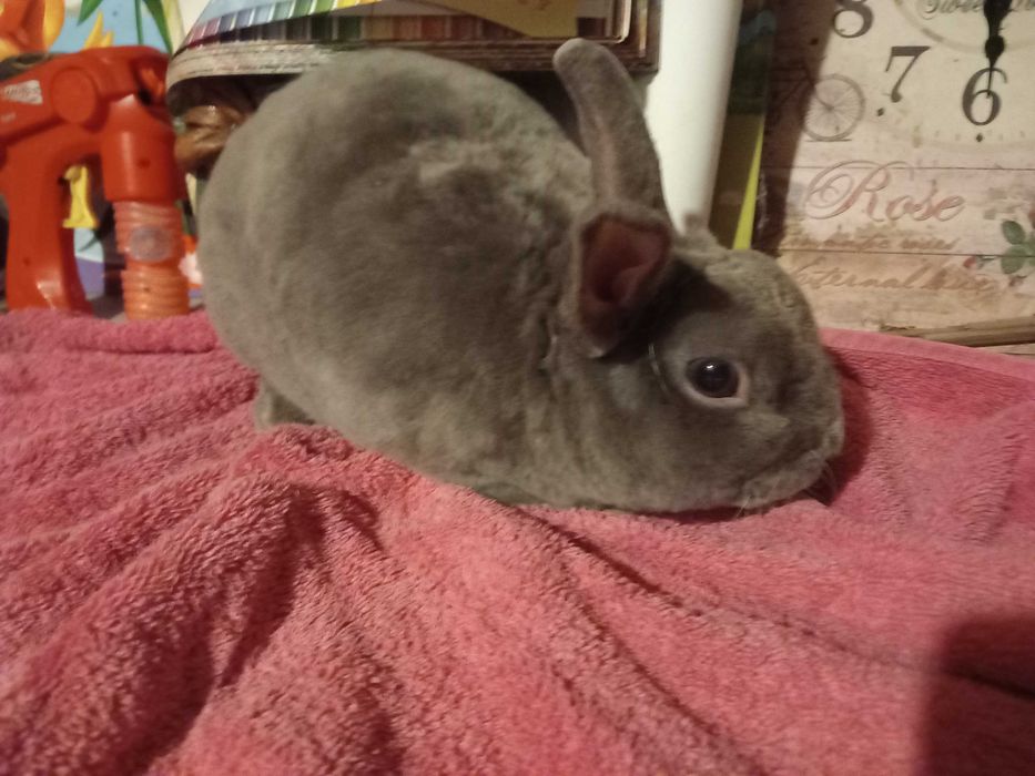 Iepuras REX Pitic Iepure de Companie