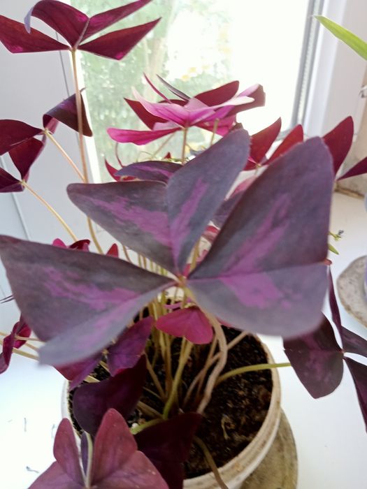 Домашние комнатные цветы