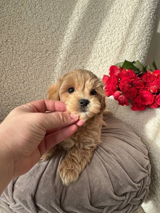 Pui Maltipoo Mini Toy