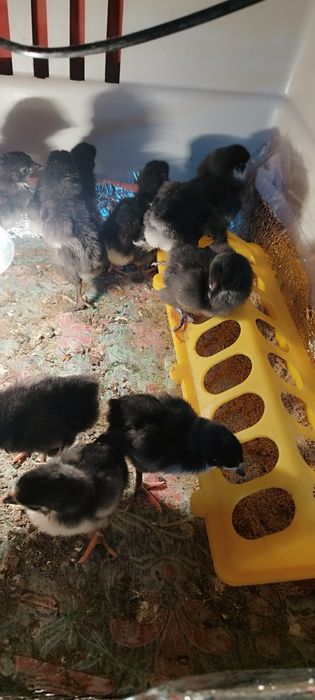 Цыплята австролорп