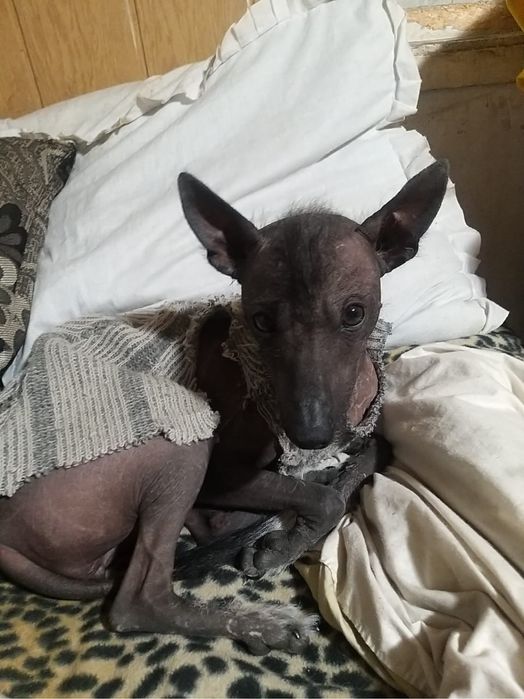 Китайская хохлатая