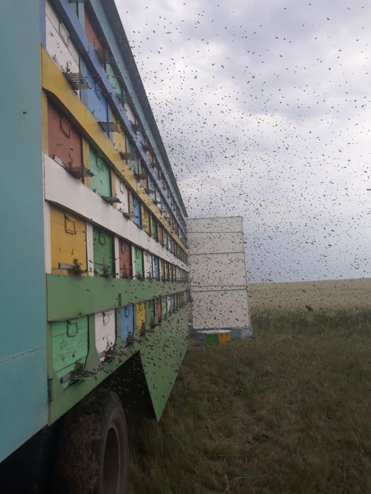 Пчело пакеты