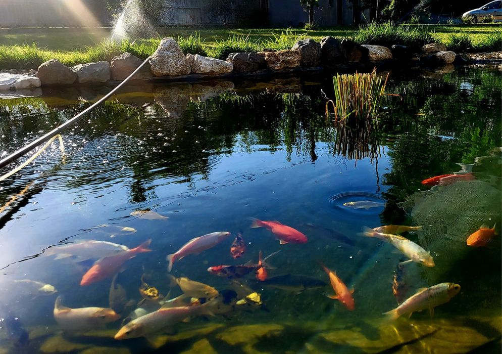 Crap koi carasi colorați pești iaz pești ornamentali