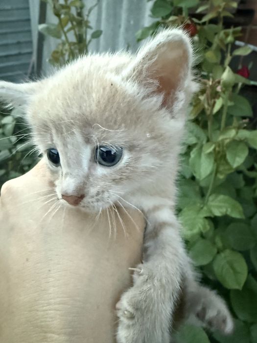 Отдам котят в добрые и  руки.