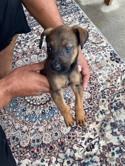 Belgian Malinois 1 oy 15 kunlik