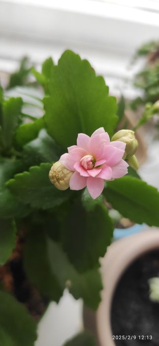 Продам  молодые суккуленты