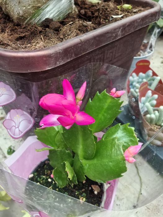 , Продавам Зефирантес, кактус червено Змийче, Агаве,