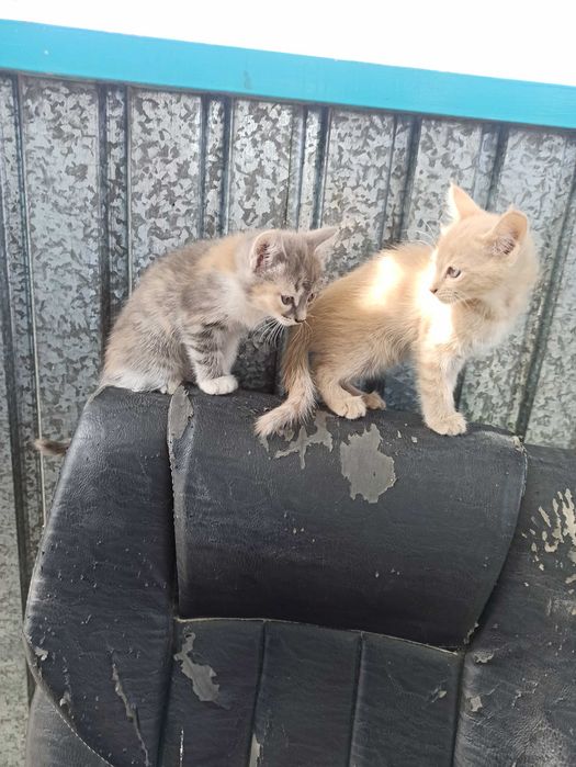 Отдам котят даром