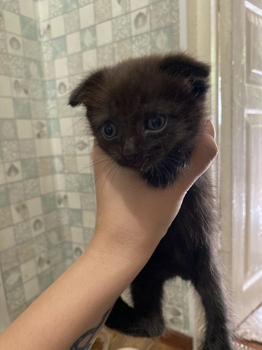 Отдам котят в добрые руки