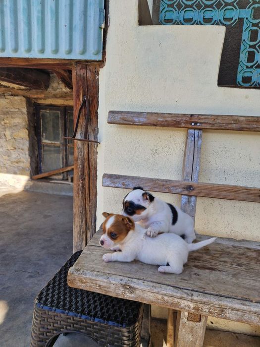 Джак -Ръсел Териер