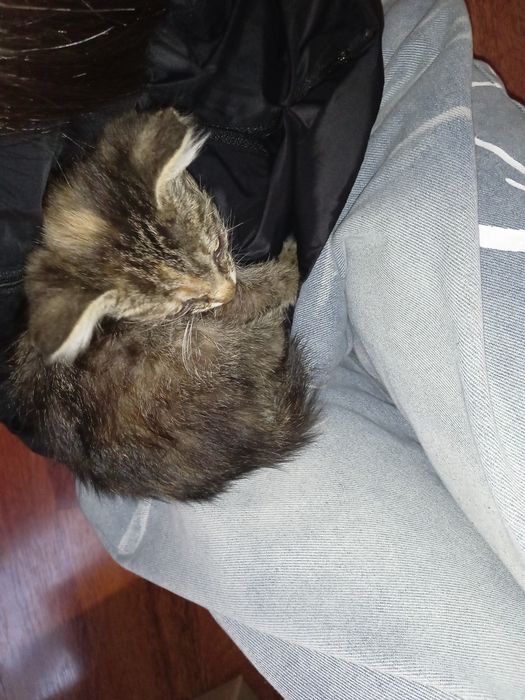 Котенок домашний