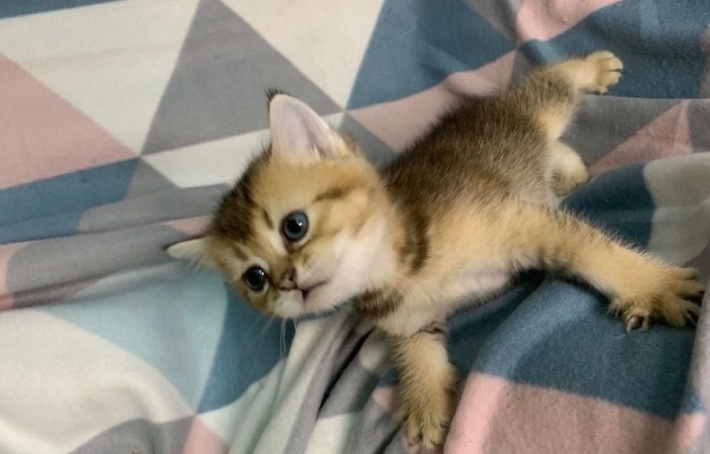 Котята Шотландцы