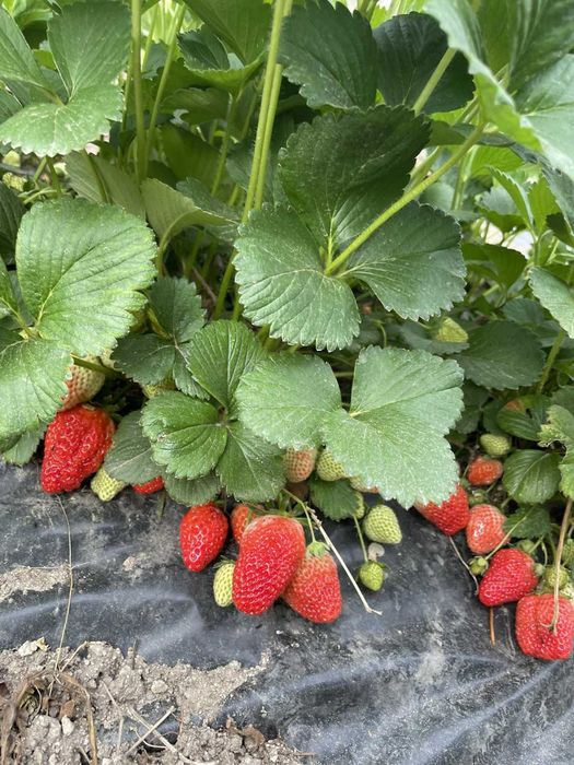 Разсад ягоди - каскадни и целогодишни