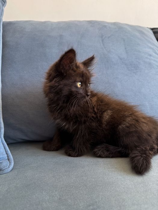 Ищем дом для котенка!
