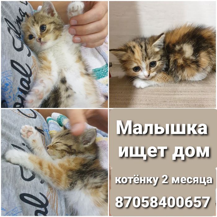 Котёнок девочка отдам даром