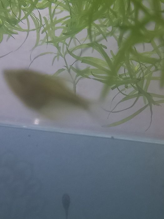 Гурами жемчуженые подростки