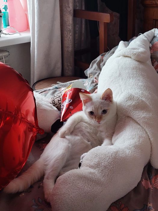 Отдадим кошечку в хорошие руки