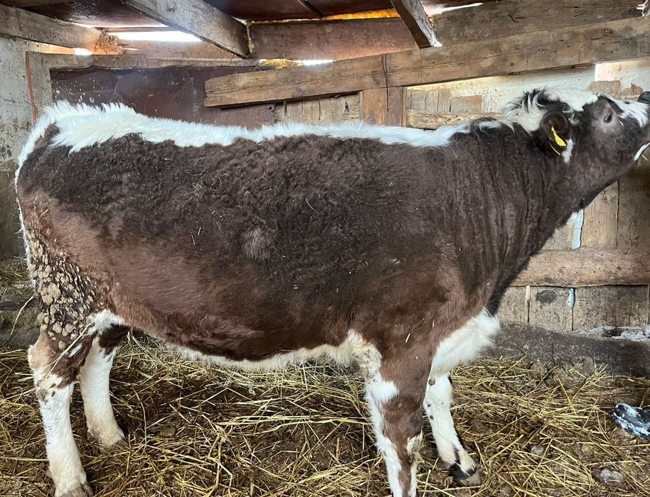 Екі қашар сатылады