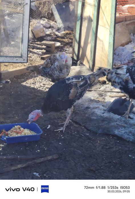 Продам кролика,продам индук