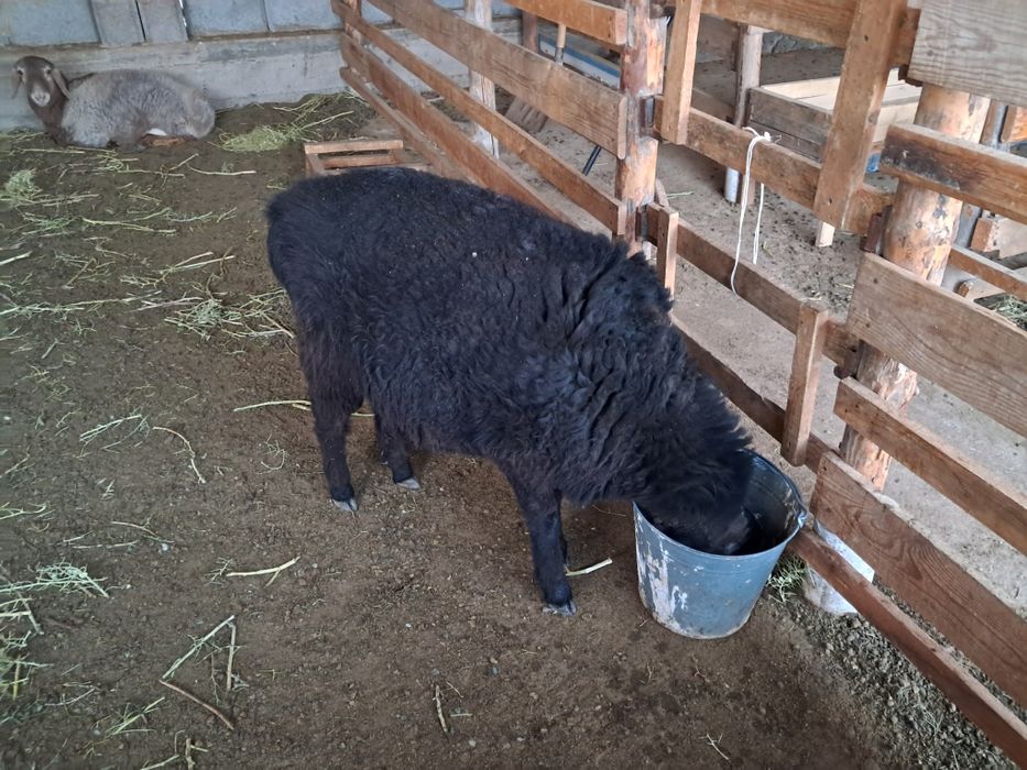 Қозы баран ягнят