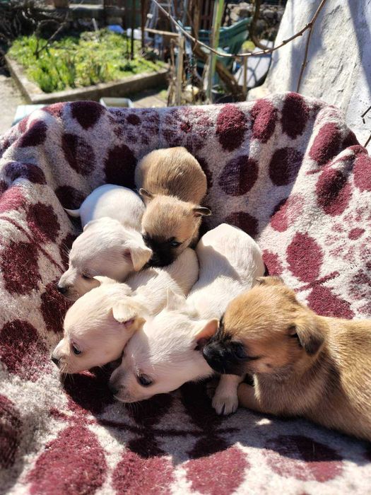 Продавам кученца чихуахуа