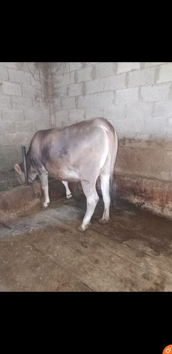 Продаю телочку Коныр алатау