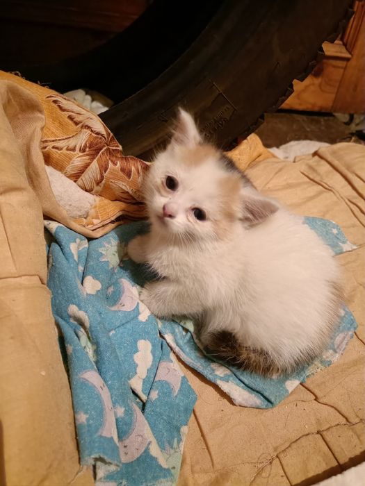 Котятки в добрые ручки