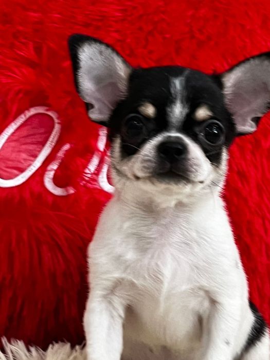 Шикарный мальчик чихуахуа кобби