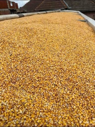 Porumb   de   vanzare