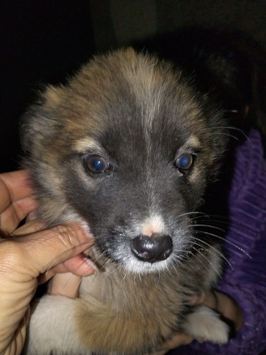 Отдам щенят в добрые руки