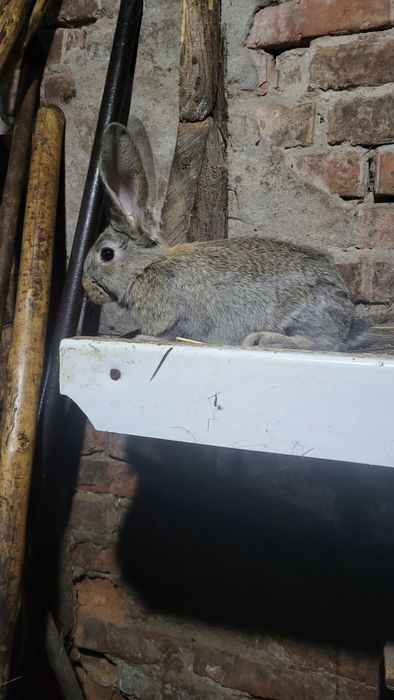 Продам кроликов...