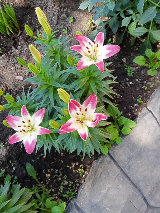 Продаю луковицы лилий