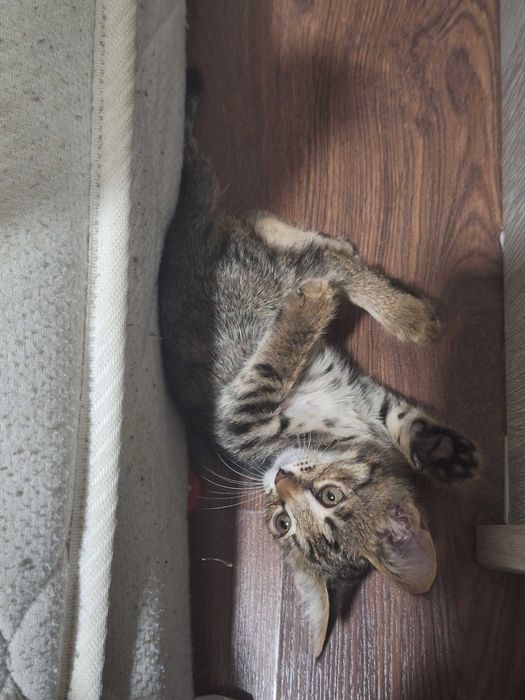 Котенок в добрые руки