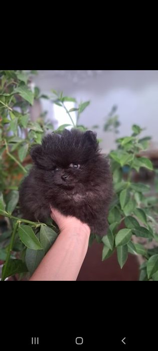 Продам щенков шпица